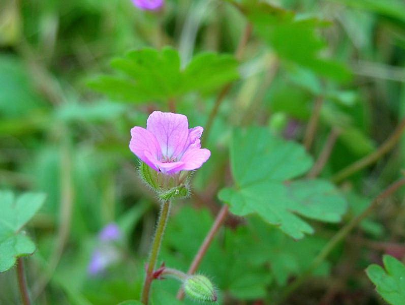 Geranium rotundifolium / Geranio malvaccino